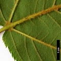 SpeciesSub: subsp. pectinatum